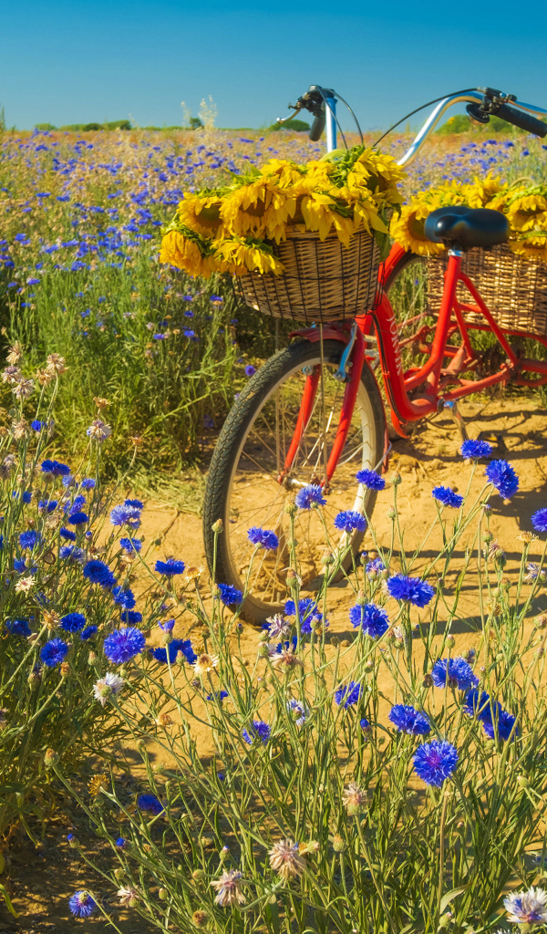Красный велосипед стоит на поле с синими васильками