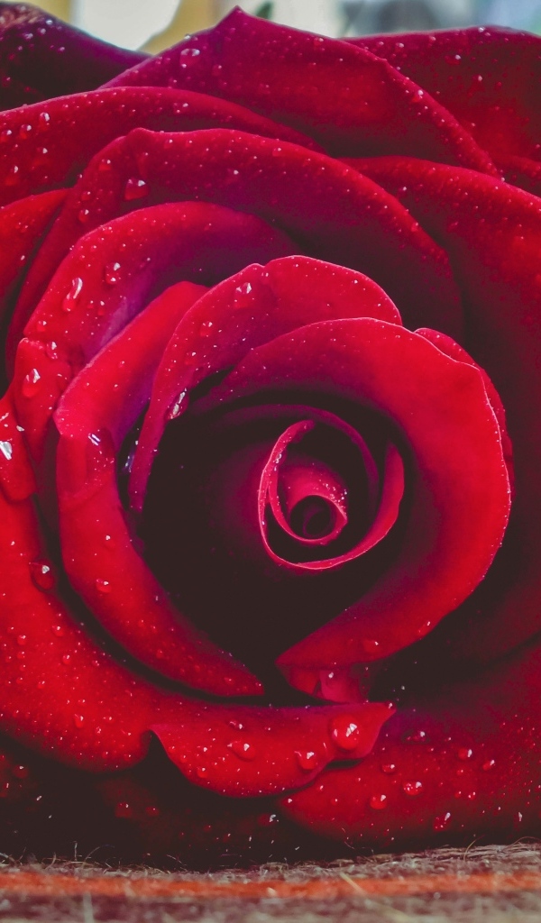 Красная роза в каплях росы лежит на полу