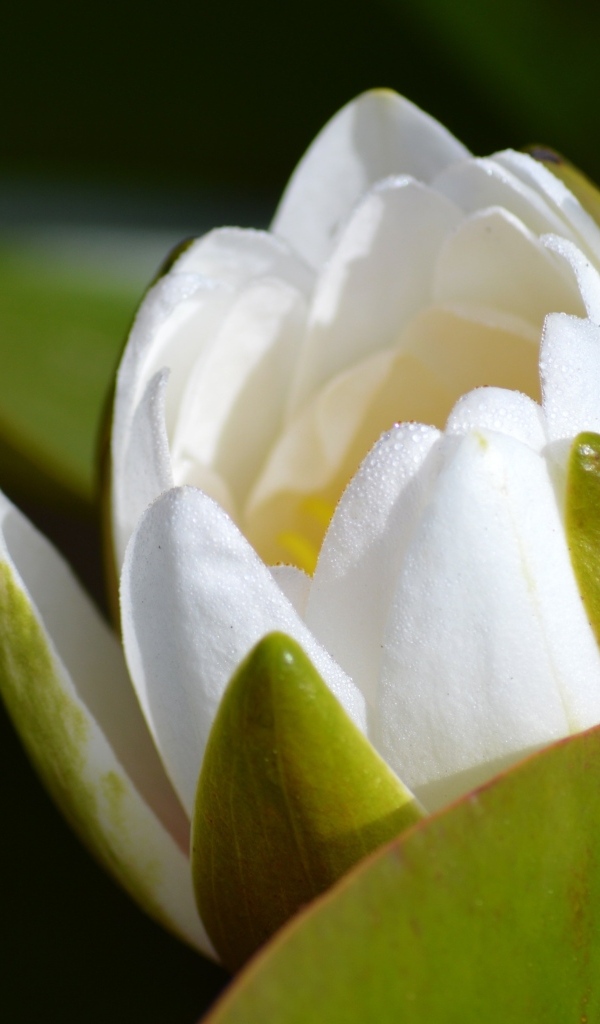 Белый бутон лотоса распускается в пруду