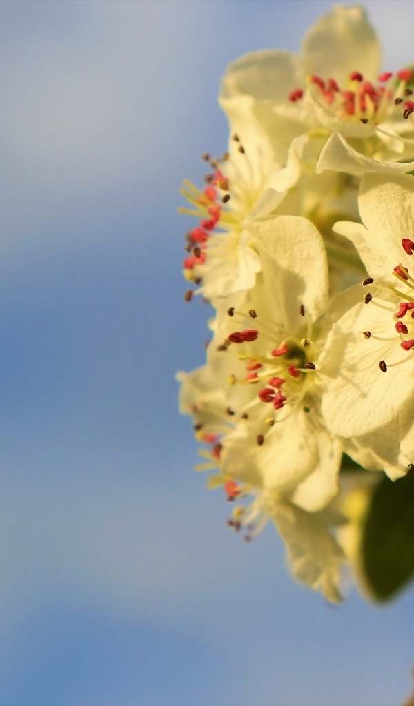 Ветка яблони с белыми цветами крупным планом