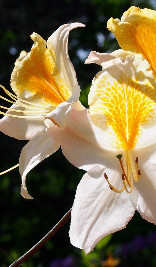 Красивые цветы азалия на клумбе