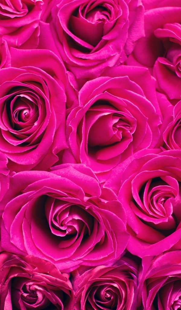 Красивый фон и цветов розы