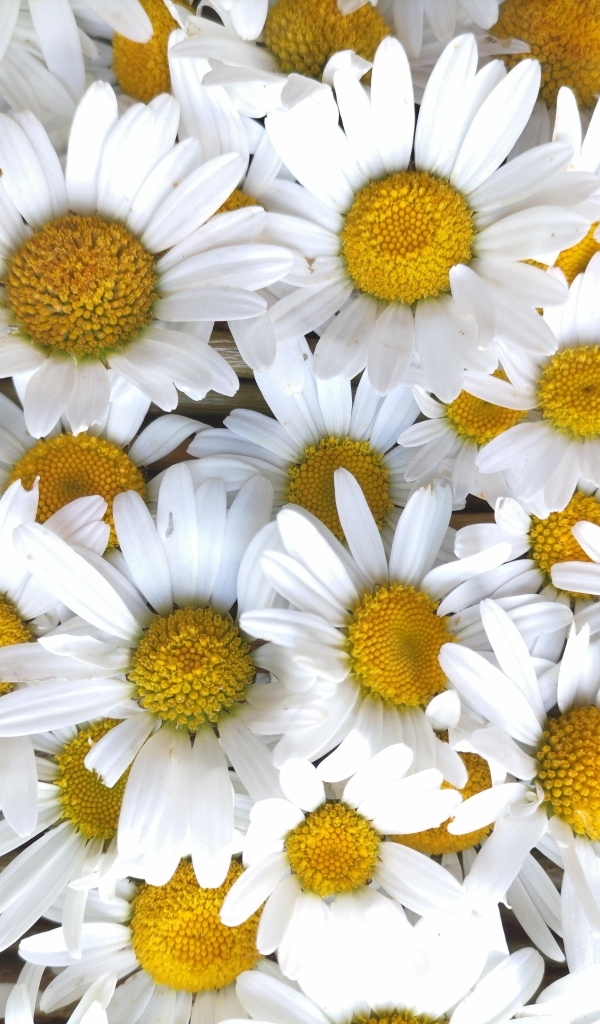 Красивый фон из белых ромашек с желтой серединкой