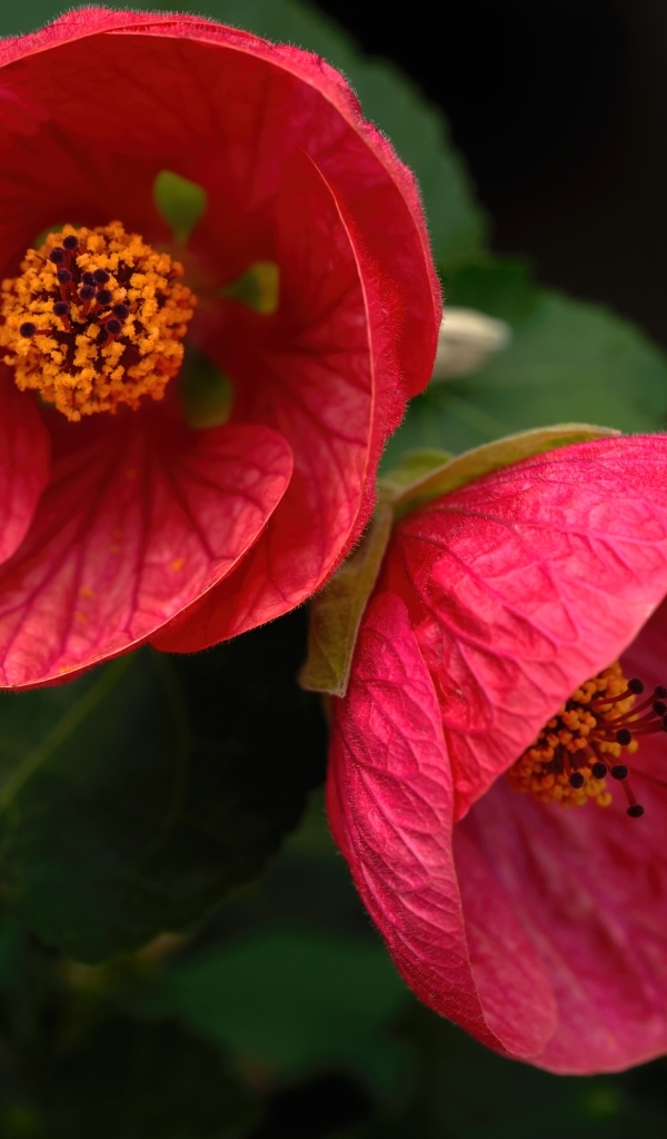 Красивый цветущий красный садовый цветок