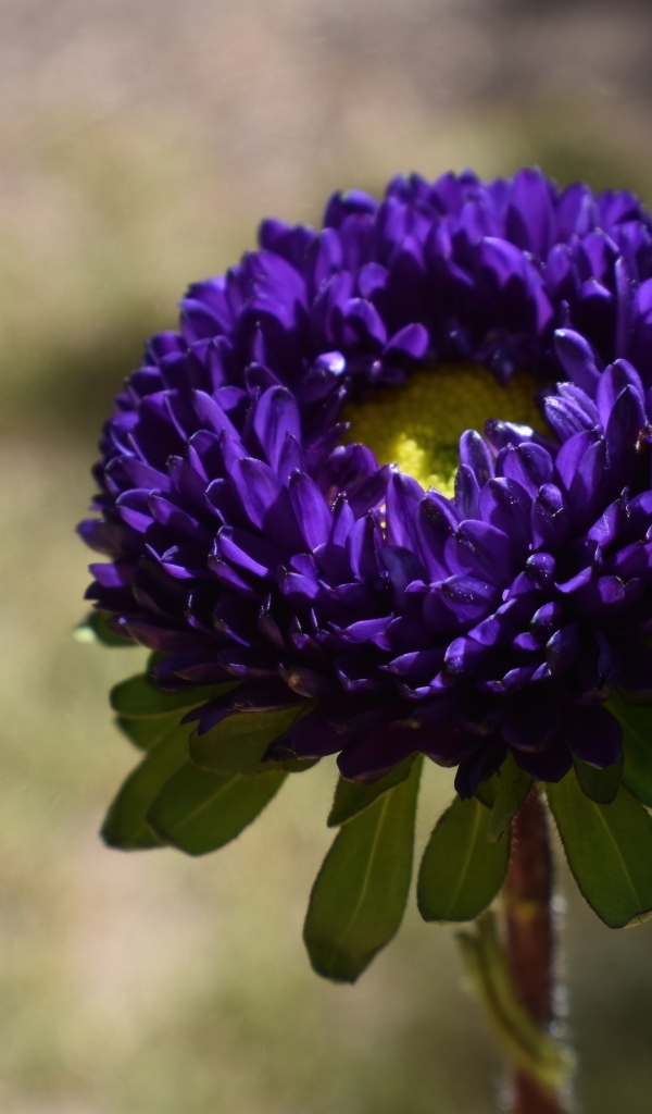 Красивая синяя астра крупным планом