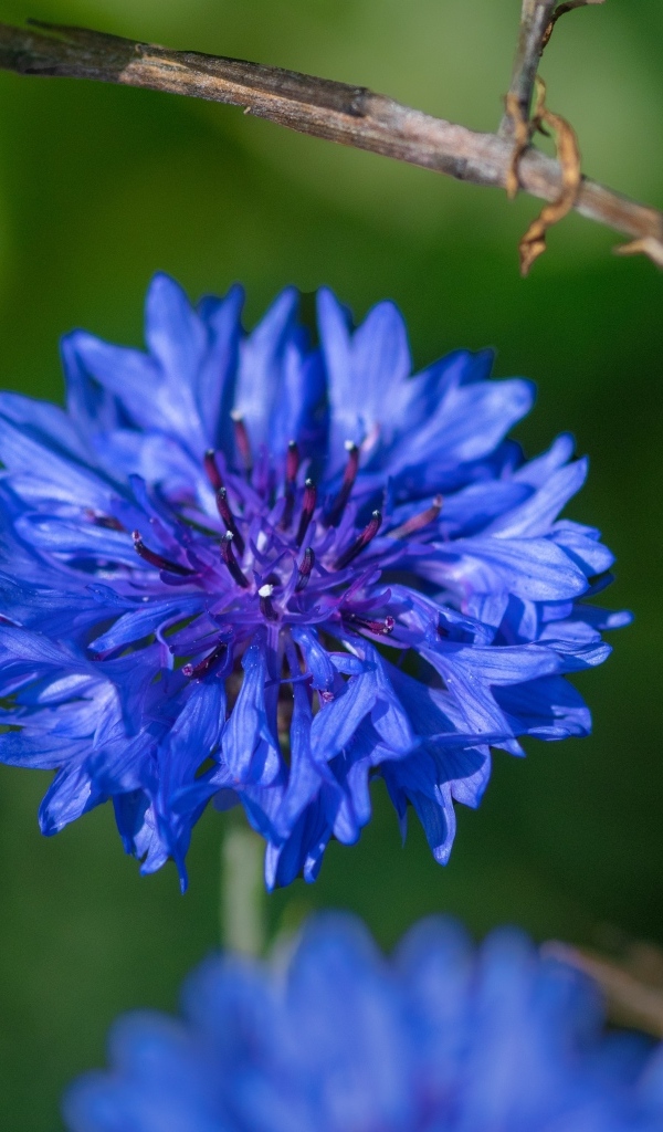 Красивый синий василек крупным планом