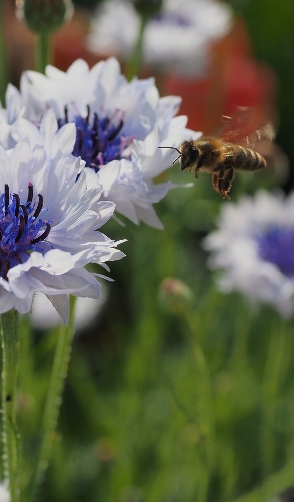 Красивые голубые цветы васильки с пчелой