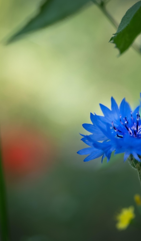 Красивый синий василек в траве