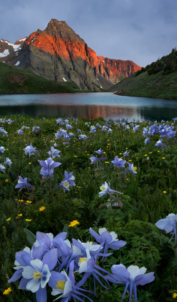 Красивые голубые цветы на фоне гор