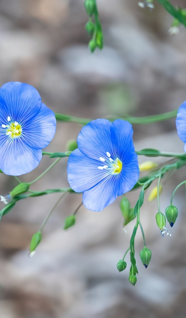 Красивые синие цветы незабудки вблизи