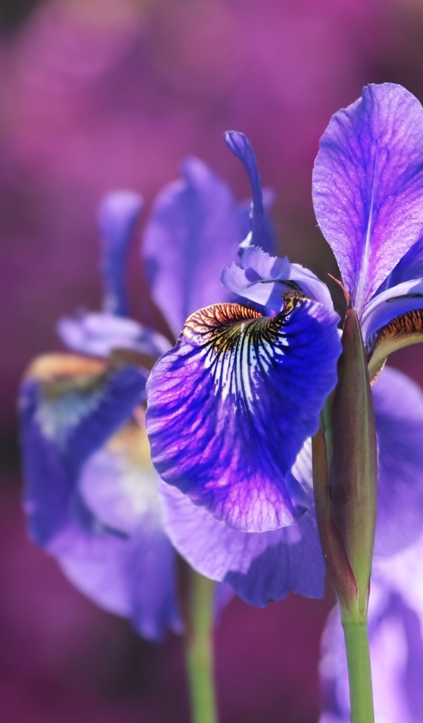 Красивые синие цветы ириса в лучах солнца