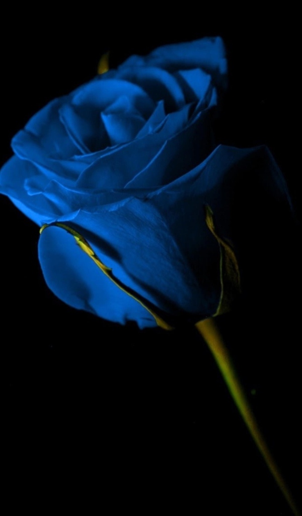 Красивая синяя роза на черном фоне