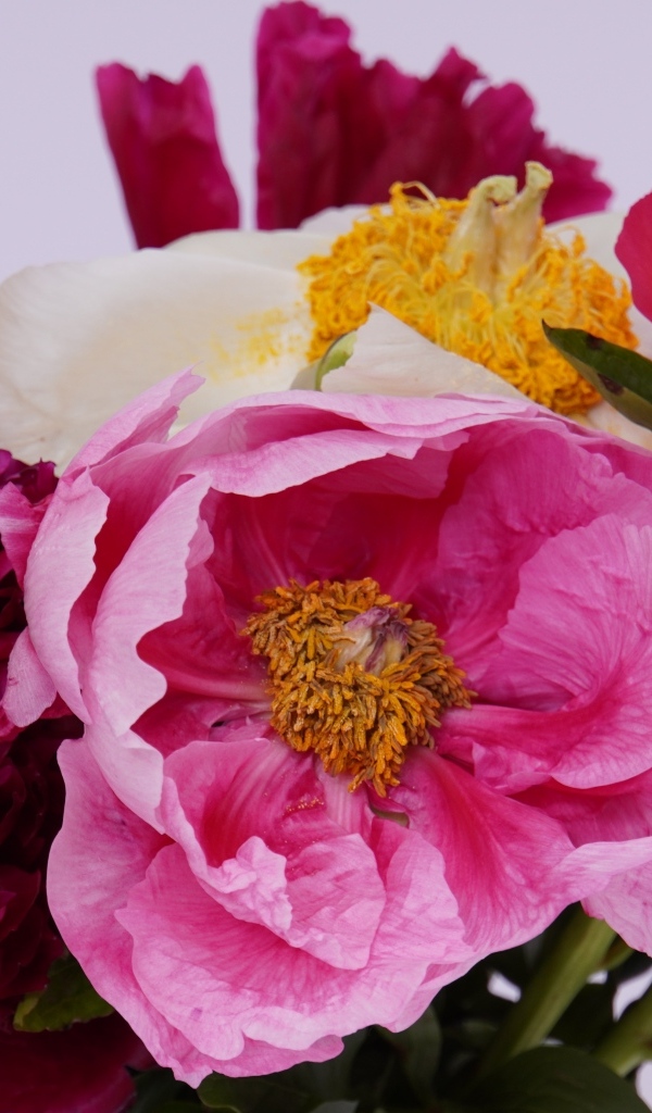 Красивый букет разноцветных пионов на сером фоне