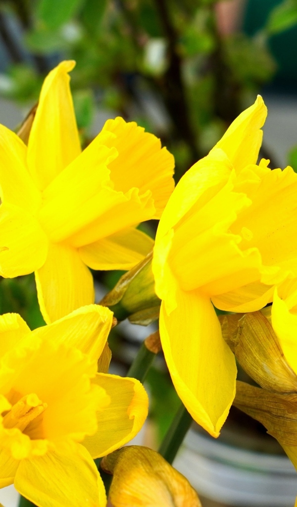 Красивый букет желтых нарциссов