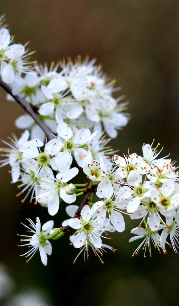 Красивая ветка с белыми цветами вишни на черном фоне весной