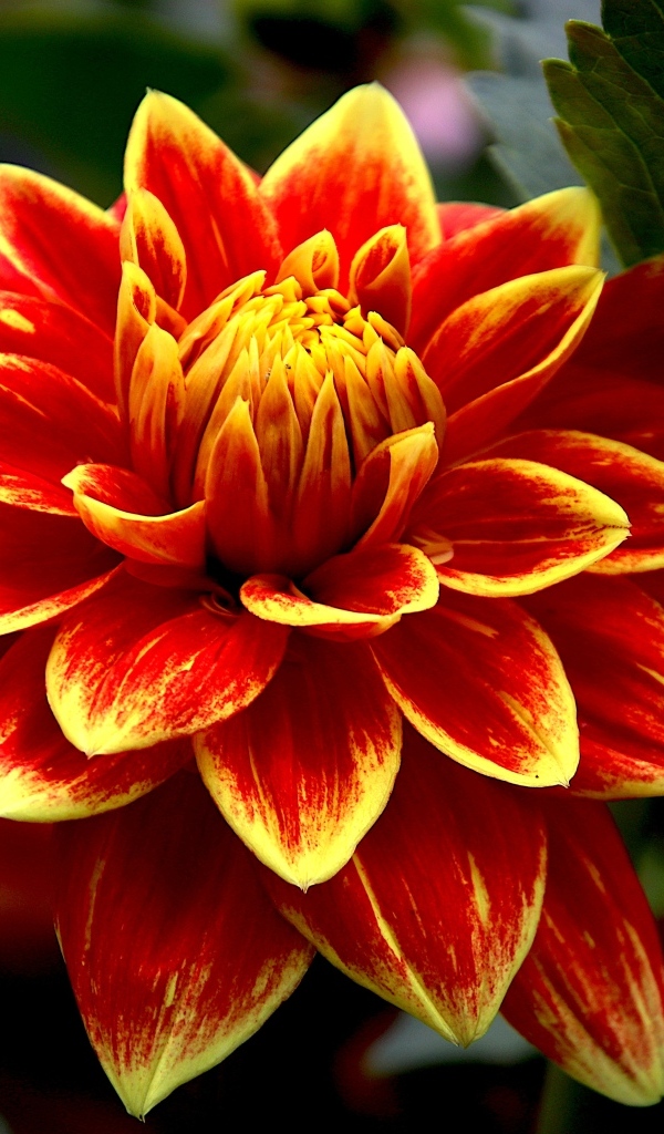 Красивая яркая огненная георгина