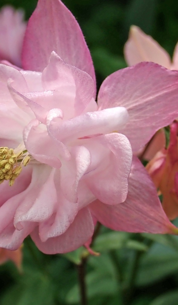 Красивый цветок водосбор крупным планом