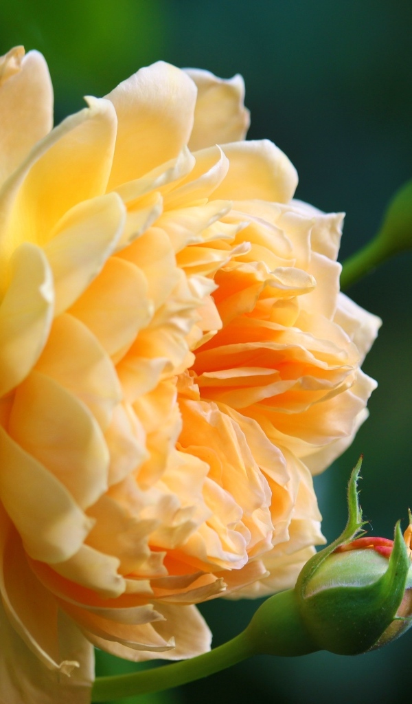 Красивая кремовая роза с бутонами роз