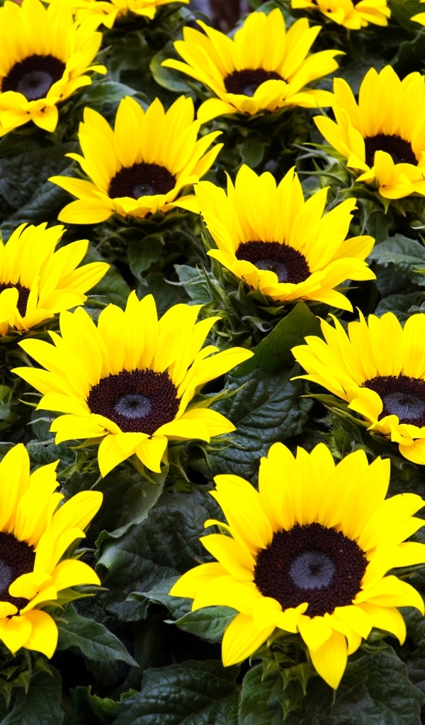 Красивые декоративные цветы подсолнухи