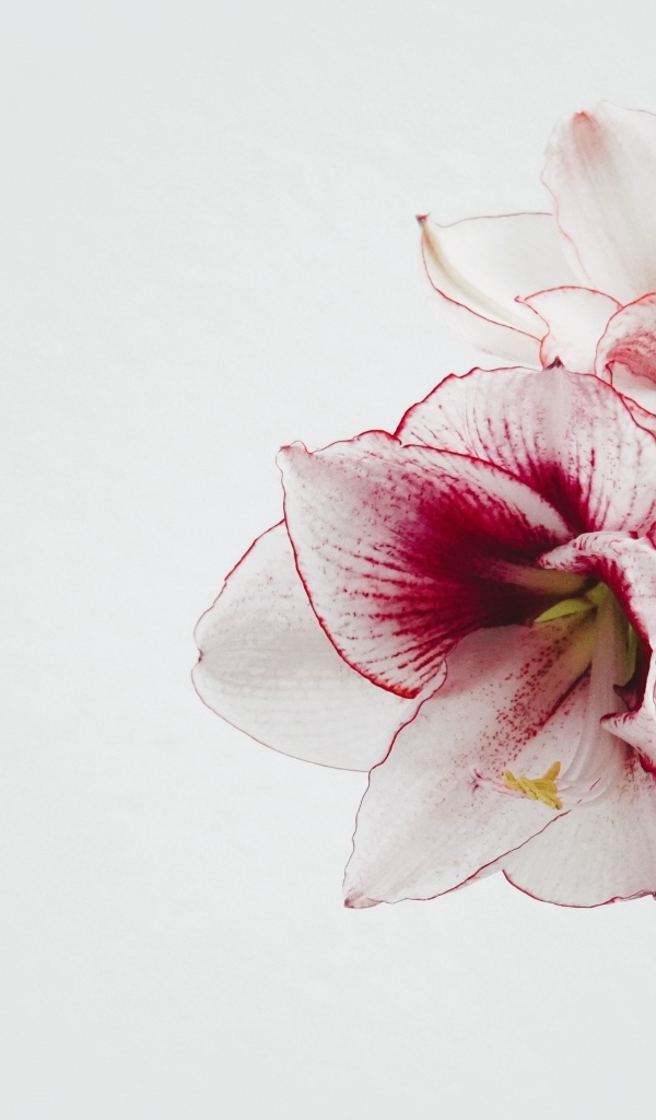 Красивый нежный цветок амариллис на белом фоне