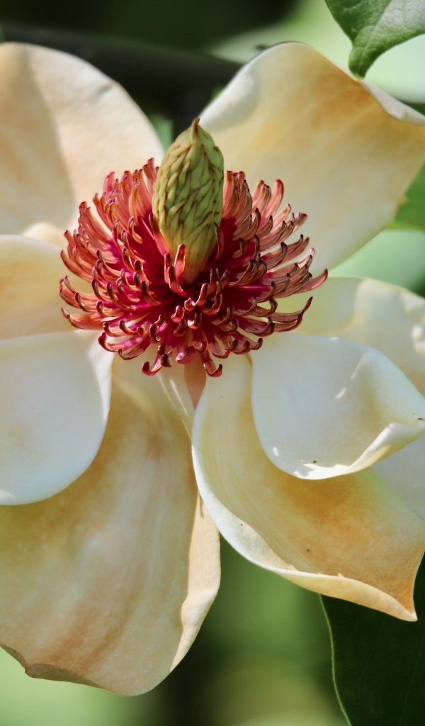 Красивая нежная кремовая магнолия