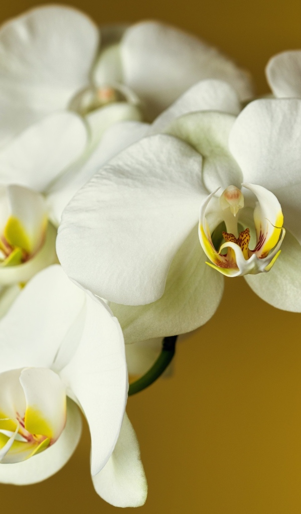 Красивый нежный цветок орхидеи крупным планом