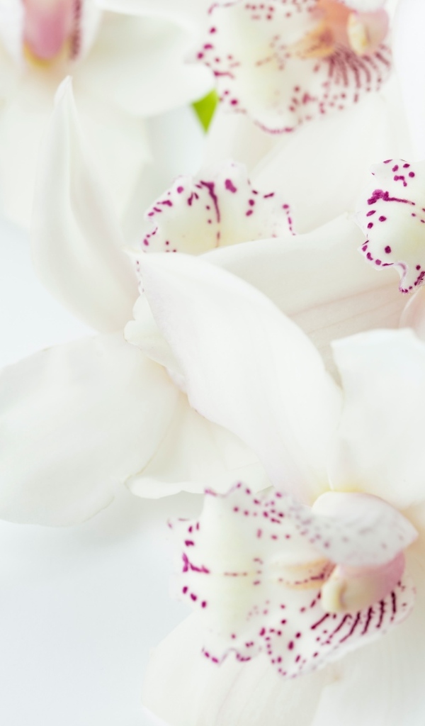 Красивая нежная орхидея с розовыми точками