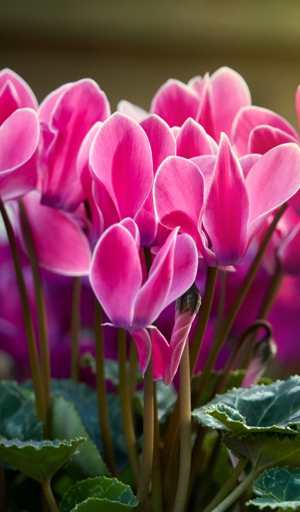 Красивые нежные розовые цветы цикламен