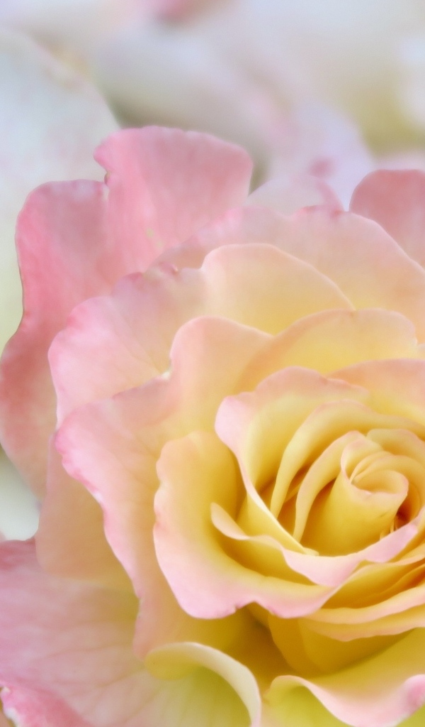 Красивая нежная розовая роза