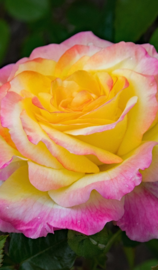 Красивые нежные розовые лепестки розы с желтой серединкой