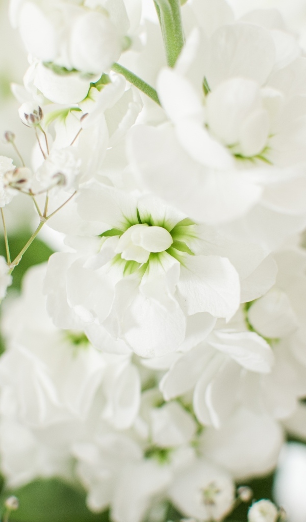 Красивый нежный белый цветок крупным планом