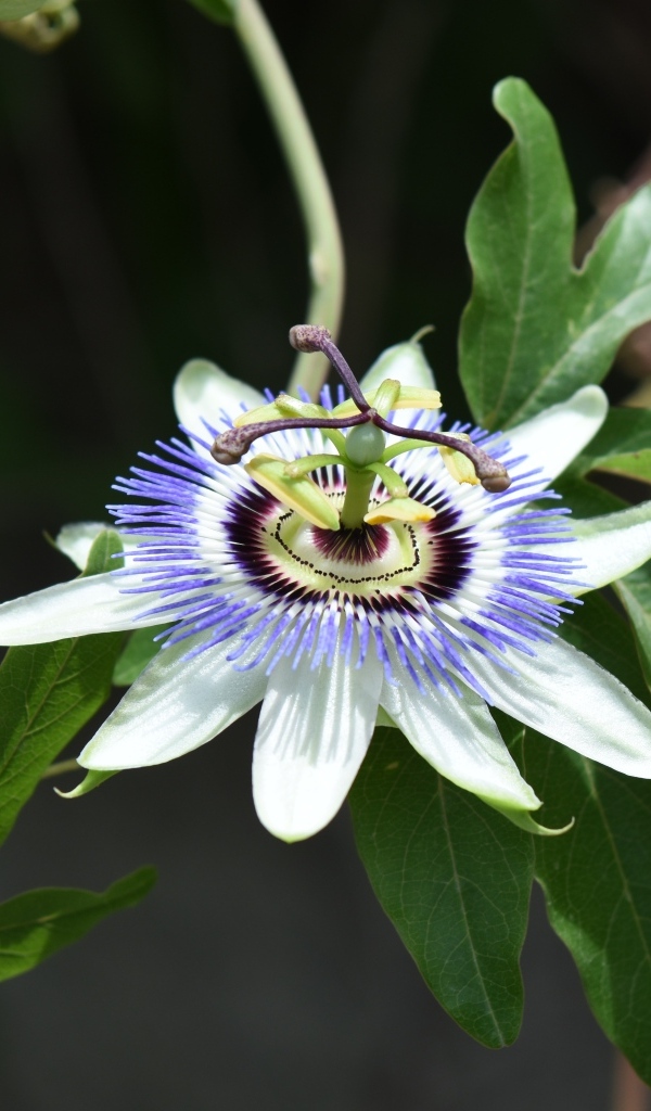 Красивый экзотический цветок на ветке