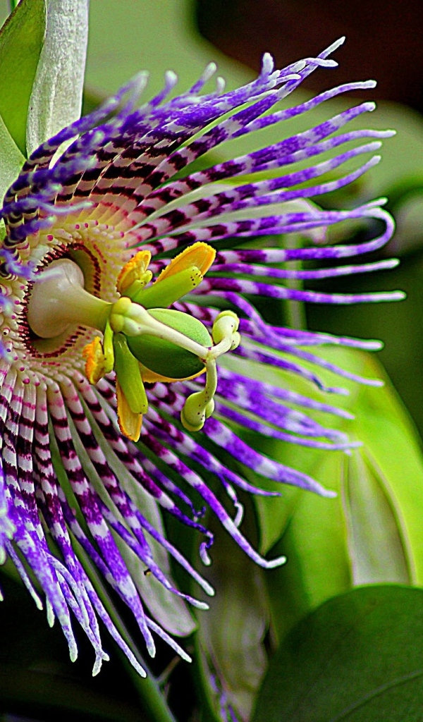 Красивый экзотический цветок маракуйи