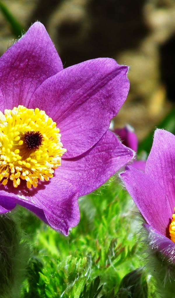 Красивые цветы прострел крупным планом