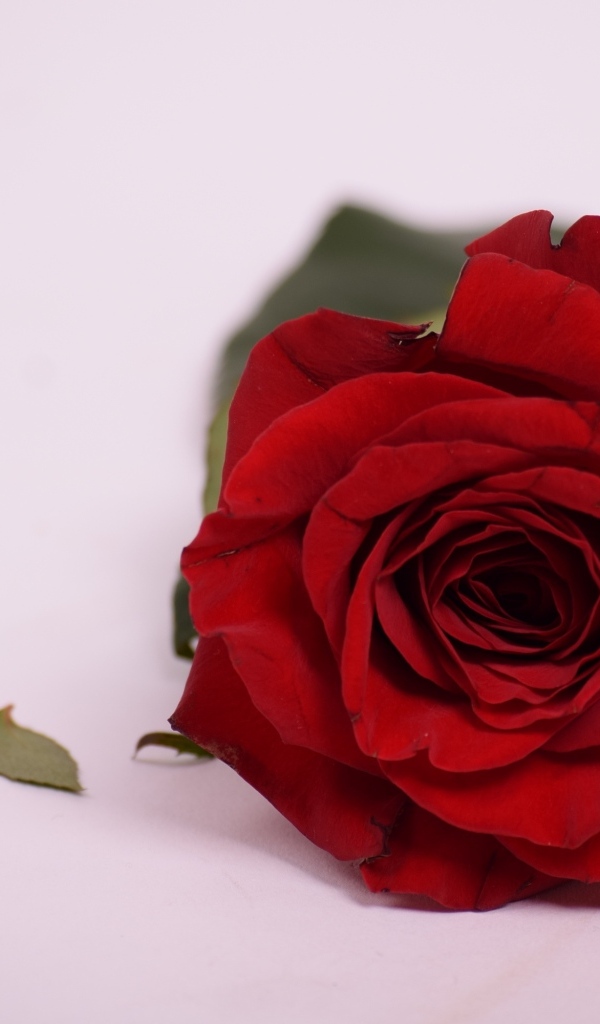 Красивая ароматная красная роза на сером фоне