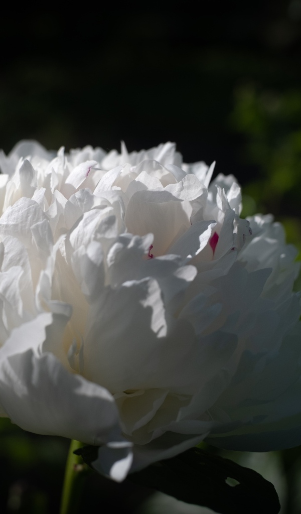 Красивый ароматный белый пион