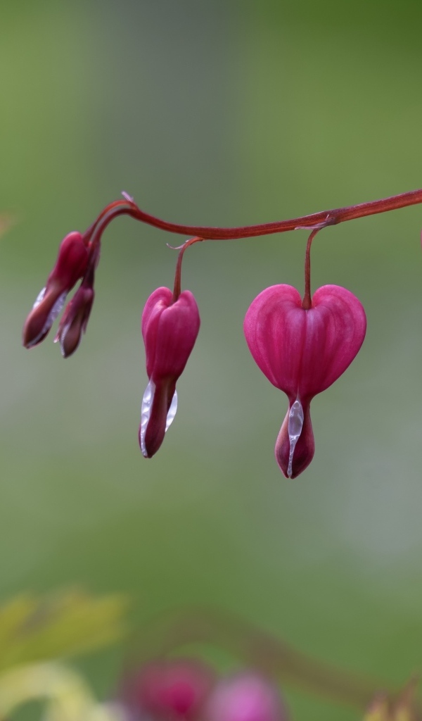 Красивые цветы фуксии крупным планом