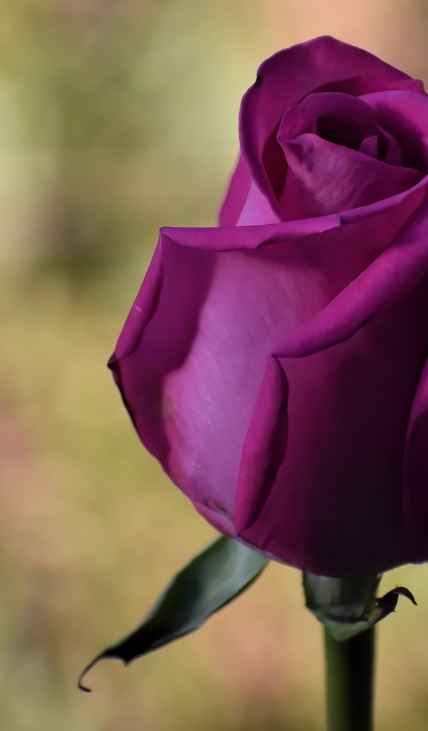 Красивая роза цвета фуксии 