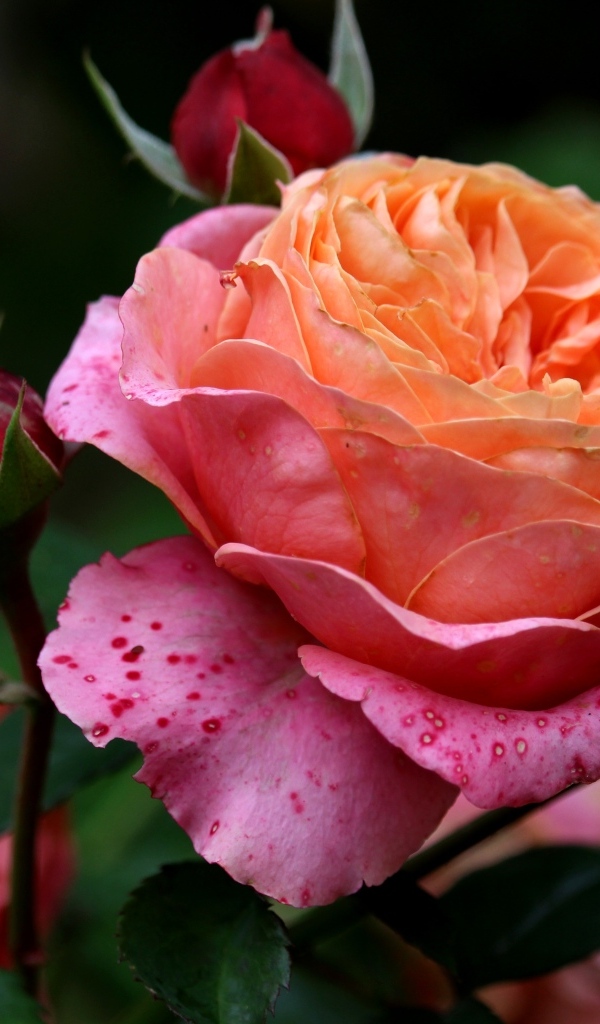 Красивая садовая розовая роза с бутонами