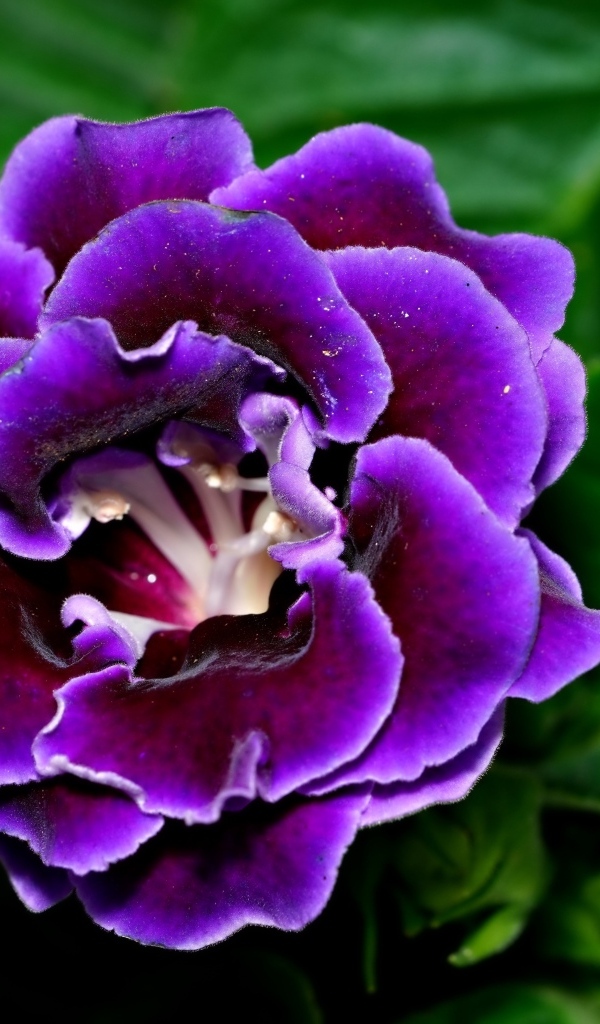 Красивый цветок глоксиния с зелеными листьями