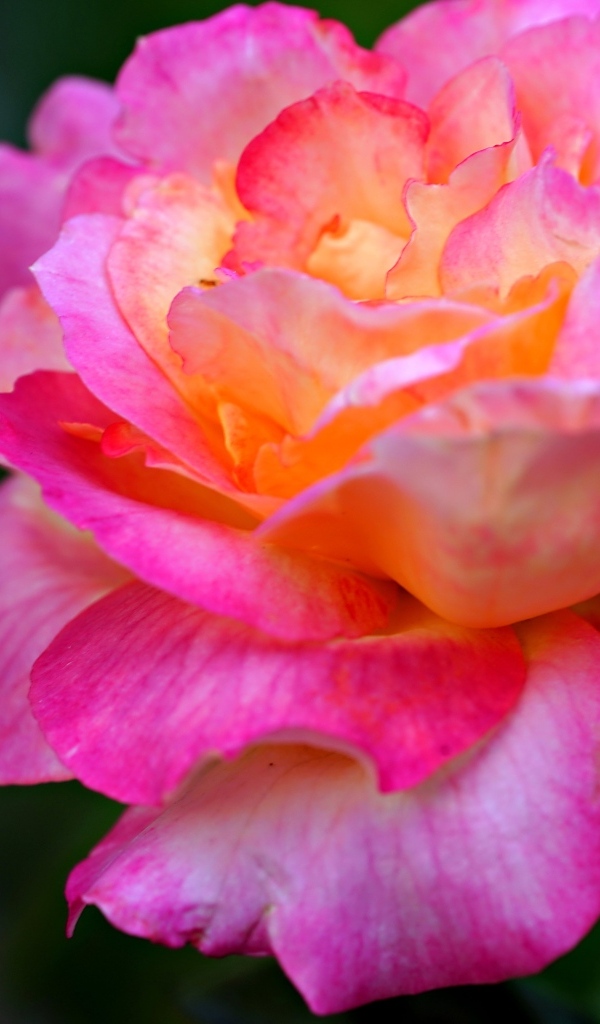 Красивая крупная розовая роза