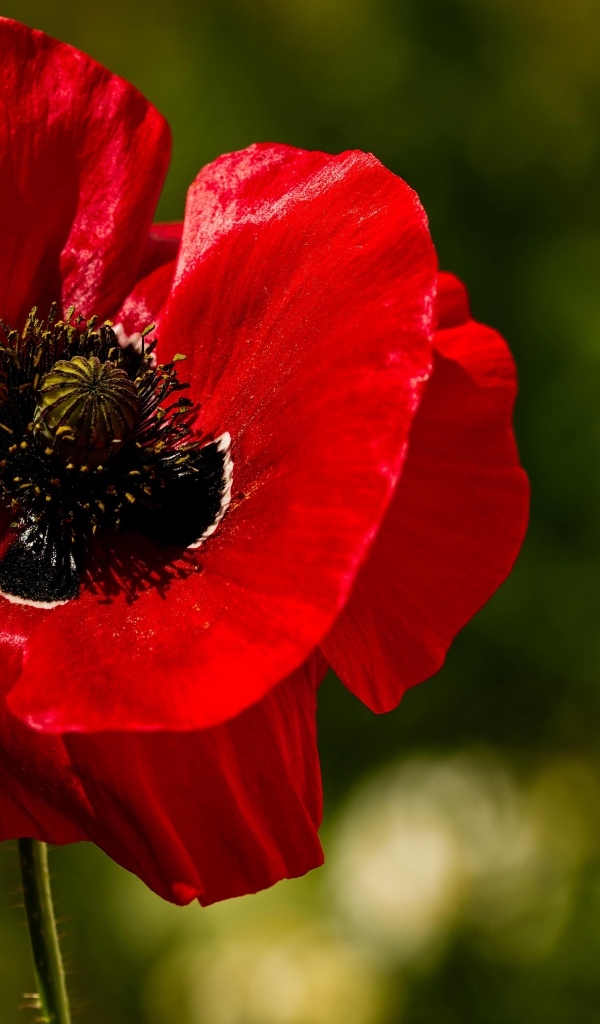 Красивый крупный цветок красного мака