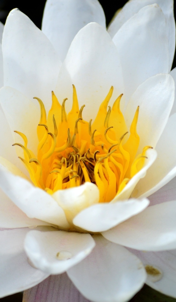 Красивый большой цветок водной лилии с желтой серединой