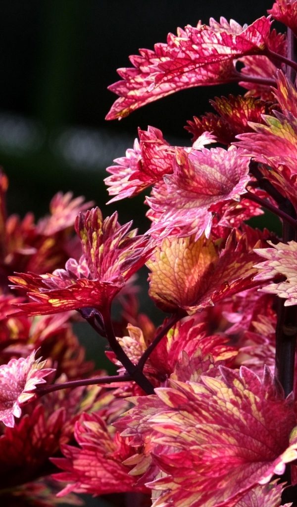 Красивые листья цветка колеус