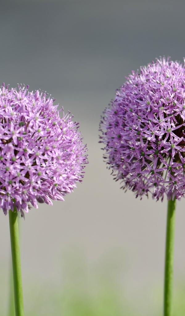 Красивые сиреневые шарики цветка Аллиум