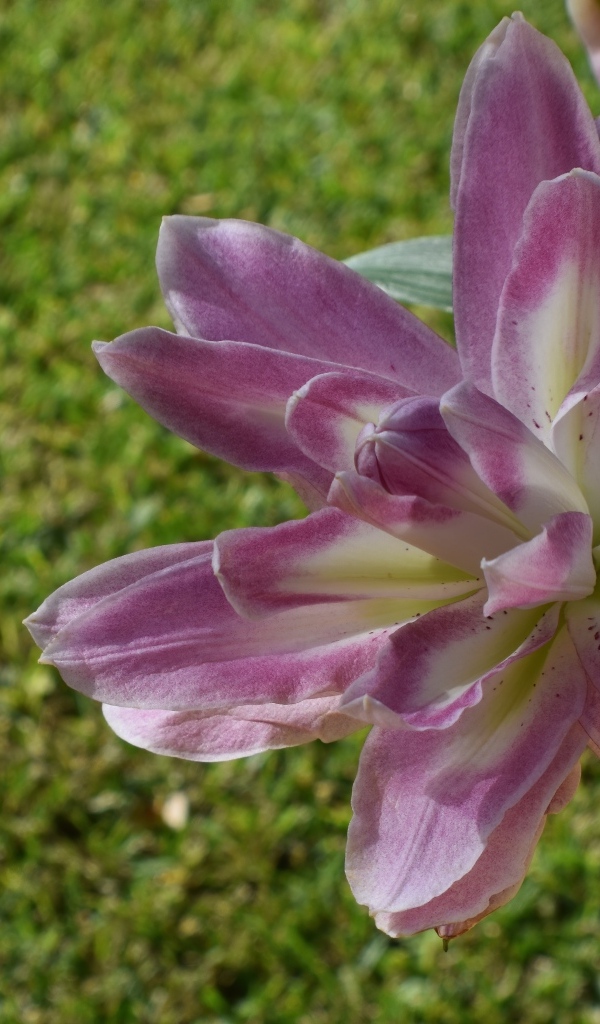 Красивая сиреневая лилия на клумбе