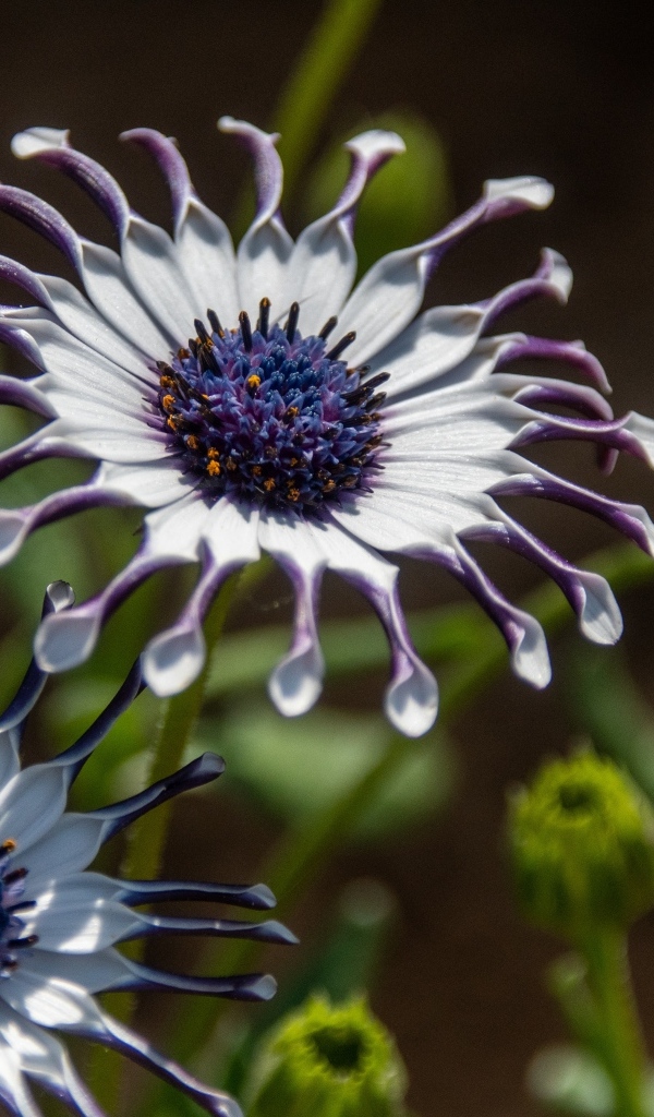 Красивые сиреневые цветы остеоспермум