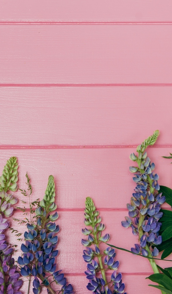 Красивые цветы люпина на розовом фоне