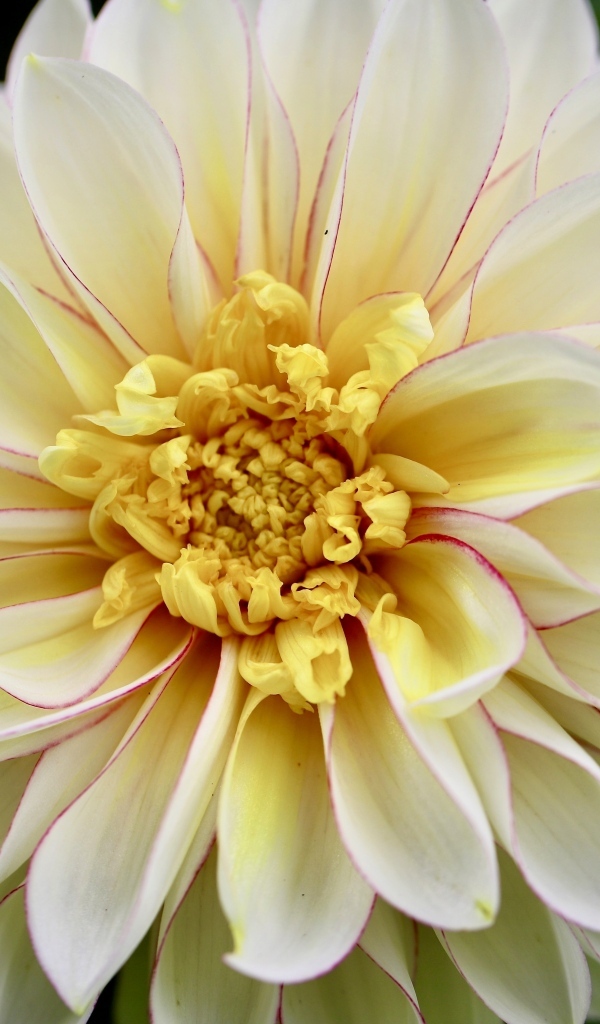 Красивый пышный цветок георгина крупным планом