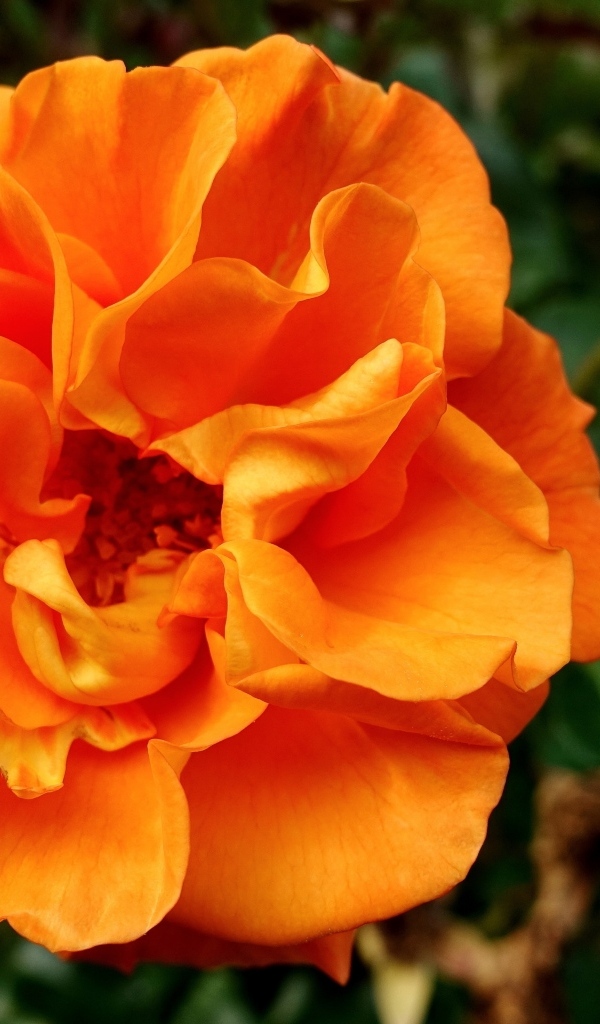 Красивая роза апельсинового цвета